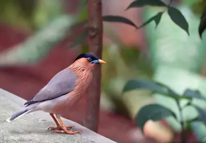 Vibrant Brahminy Starling: A Glimpse of Garden Wildlife