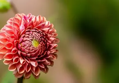 Stunning Pinnate Dahlia: Nature's Intricate Beauty Wallpaper