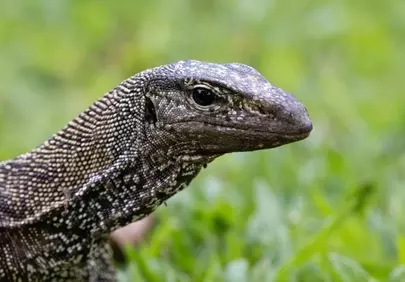 Intricate Scales: Close-up of a Wild Lizard in Nature