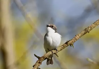 Charming Pied Flycatcher Perched in Spring Morning Light