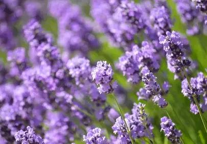 Vibrant Purple Lavender: Nature's Soothing Beauty