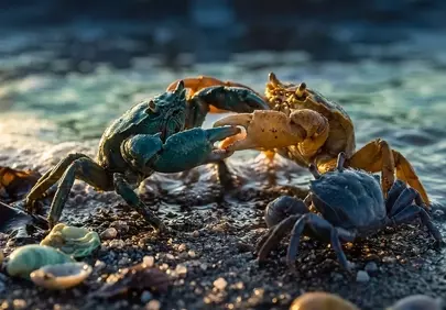 Dramatic Crab Showdown on a Golden Sunset Beach