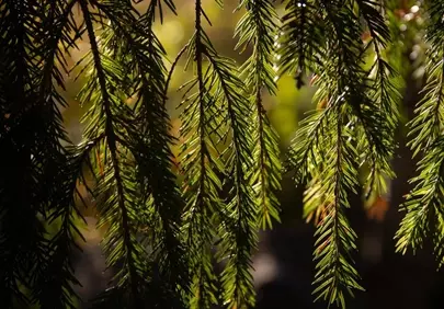 Breathtaking Sunlight Through Pine Needles: Nature's Serene Embrace