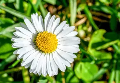 Vibrant Daisy Macro: Purity and Beauty in Spring Garden