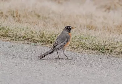 Vibrant American Robin Foraging on a Winter Path