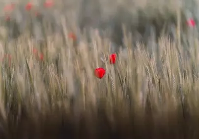 Vibrant Poppy Amidst Golden Wheat Field 4K