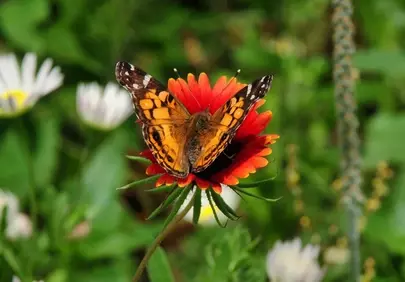 Vibrant Butterfly on Fiery Blanket Flower