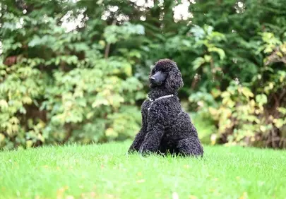 Majestic Black Poodle: Royal Canine in Nature's Embrace