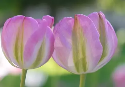 Stunning Pink Tulips: A Close-up of Spring's Delicate Beauty