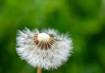 Fragile Beauty: Dandelion Seeds Against Green