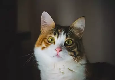 Enchanting Gaze: The Mesmerizing Eyes of a Calico Cat