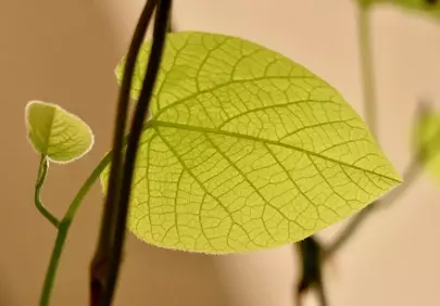Vibrant Macro: Intricate Leaf Veins Bathed in Light