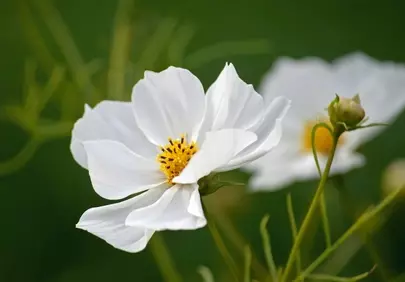 Stunning White Cosmos: A Symphony of Springtime Serenity