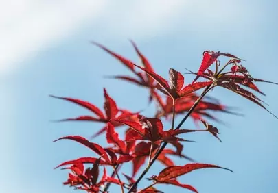 Vibrant Red Maple Leaves Against a Clear Blue Sky