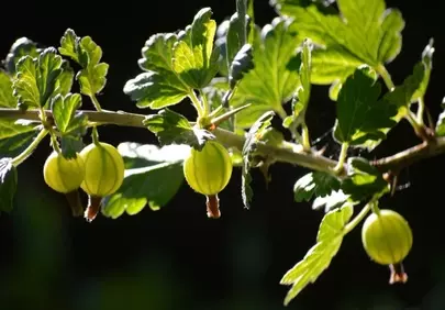 Vibrant Green Gooseberries Bathed in Summer Backlight