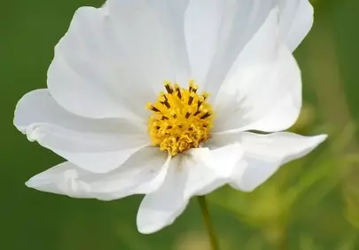Stunning White Cosmos Bloom: Nature's Pure Summer Delight