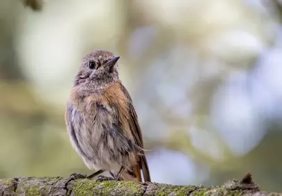 Enchanting Wildlife: A Close-Up of a Small Bird in Nature