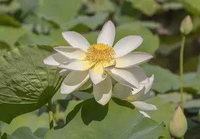 Stunning White Lotus Bloom: Symbol of Purity and Tranquility