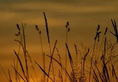 Breathtaking Autumn Sunset: Golden Hour Grass Silhouettes