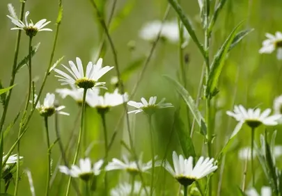 Vibrant Daisy Meadow: Summer's Elegant Wildflower Beauty