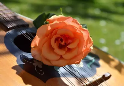 Vibrant Peach Rose on Acoustic Guitar