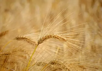 Golden Barley Field: Nature's Bounty in a Cereal Landscape