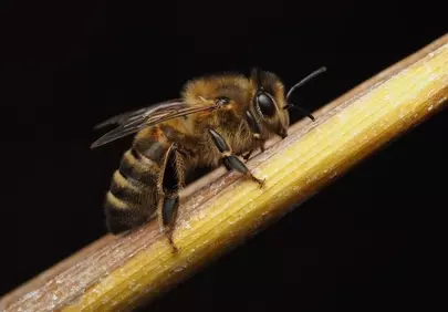 Stunning Macro: Fuzzy Bee on Golden Stalk