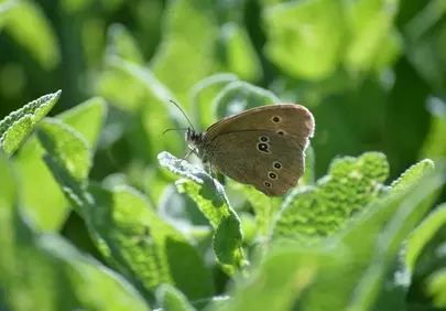 Enchanting Butterfly on Sage: Nature's Delicate Balance