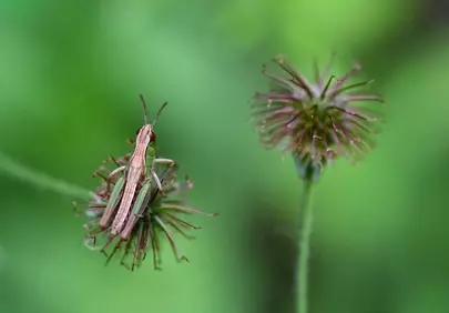 Vibrant Macro: Grasshopper Perched on Wildflower