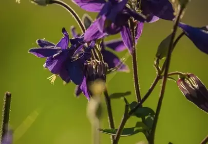 Vibrant Purple Columbine in Golden Sunlight