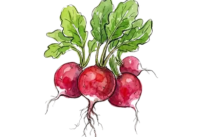 Vibrant Watercolor Radishes: Fresh Botanical Art