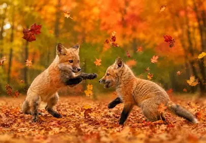 Enchanting Autumn Play: Young Foxes Frolic in Golden Woods