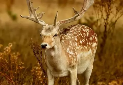 Majestic Fallow Deer: A Portrait of Autumn Wilderness