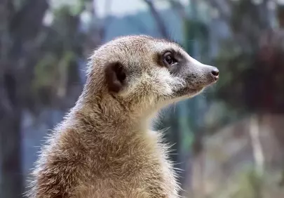Alert Meerkat: Watchful Wildlife Stance in Nature