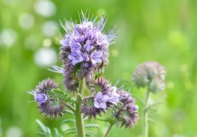 Vibrant Phacelia Bloom: Macro Beauty in a Summer Meadow