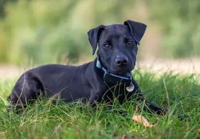Charming Black Puppy: Curious Gaze in Golden Sunlight
