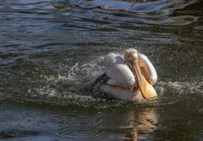 Dynamic Pelican Splashing: A Close-up Wildlife Moment