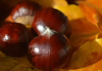 Vibrant Autumn Chestnuts: Nature's Rich Bounty Up Close