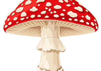 Vibrant Fly Agaric: Iconic Red-Capped Mushroom Illustration