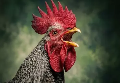 Vibrant Rooster's Call: Majestic Farm Bird Close-up