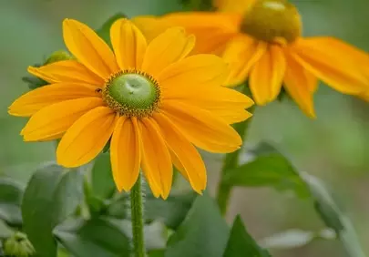 Vibrant Summer Blossom: A Golden Flower's Detailed Beauty
