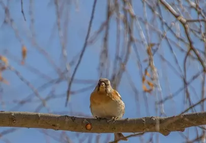 Charming Spring Fringillid Perched on Branch