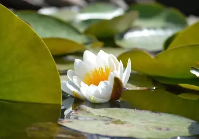 Serene White Water Lily Floating in Tranquil Pond