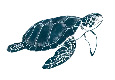 Striking Sea Turtle Art: Marine Wonder in Blue
