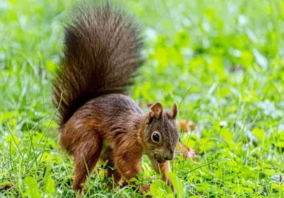 Charming Red Squirrel Foraging in Lush Green Grass