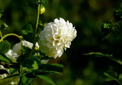 Stunning White Dahlia Bloom in Vibrant Garden