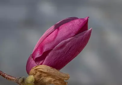 Vibrant Magnolia Bud: Nature's Purple Spring Awakening