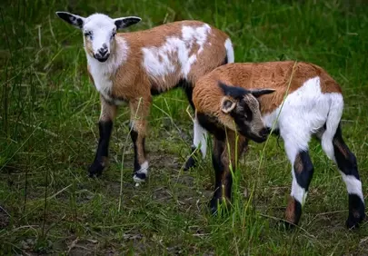 Adorable Lambs Playfully Graze in Lush Spring Pasture