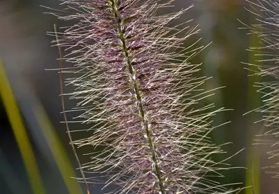 Enchanting Fountain Grass Bloom: Summer's Gentle Embrace