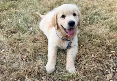Adorable Golden Retriever Puppy: Joyful Outdoors Playtime